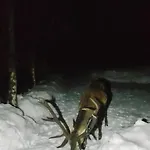 Beskidzka Ostoja