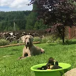Beskidzka Ostoja * Koszarawa