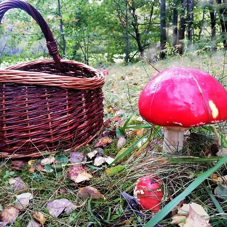 Chalet Beskidzka Ostoja Koszarawa