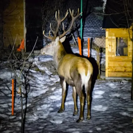 Beskidzka Ostoja 샬레 *