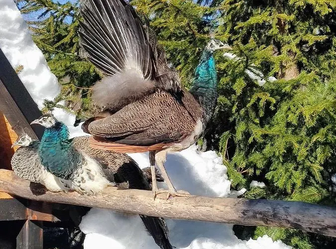 Chalet Beskidzka Ostoja *