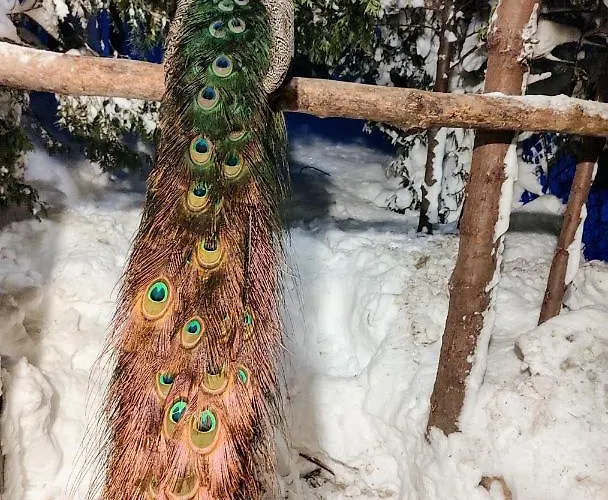 Beskidzka Ostoja Koszarawa